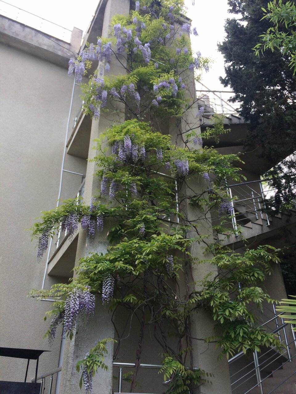 Гостиница Кедр-Запад Алупка