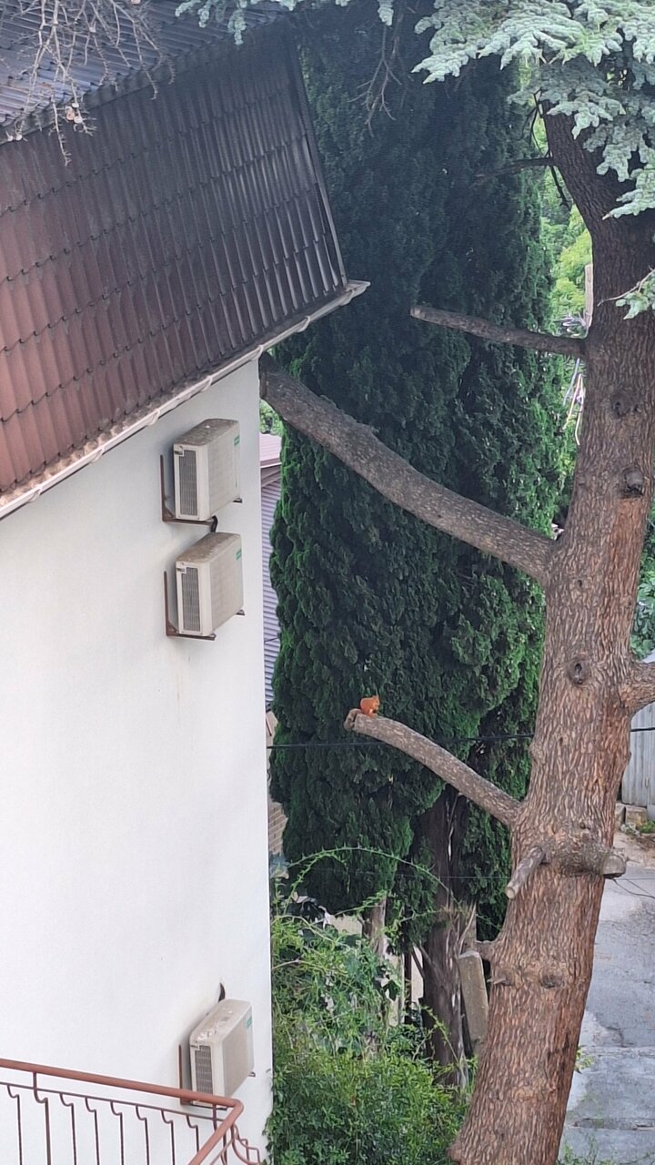 Гостиница Кедр-Запад Алупка-59