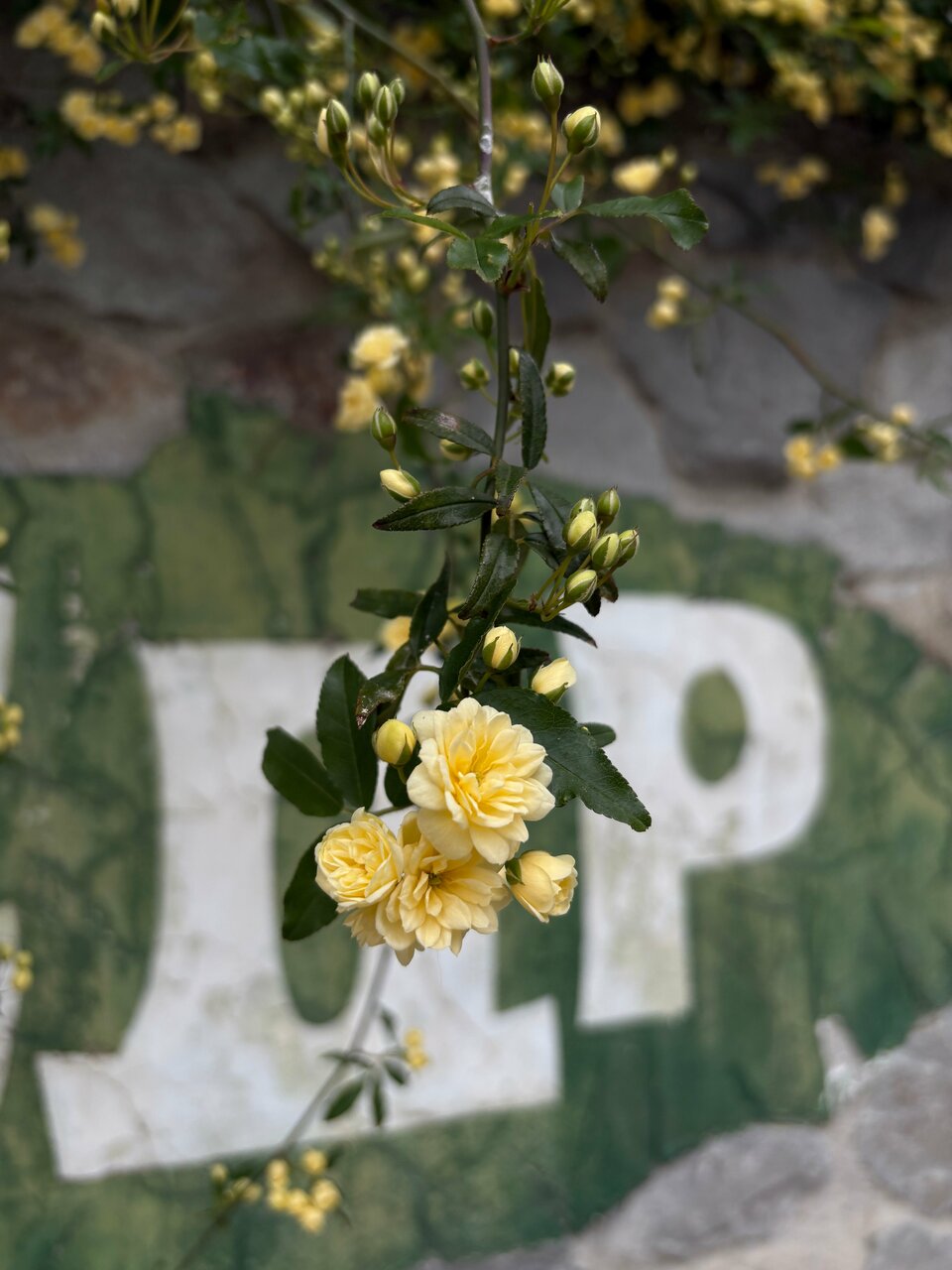 Гостиница Кедр-Запад Алупка-79