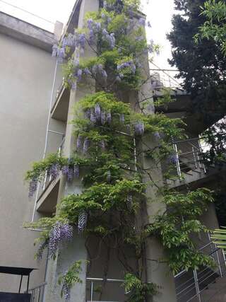 Гостиница Кедр-Запад Алупка Бюджетный двухместный номер с 1 кроватью-4