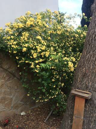 Гостиница Кедр-Запад Алупка Двухместный номер с 1 кроватью и балконом, вид на море-5