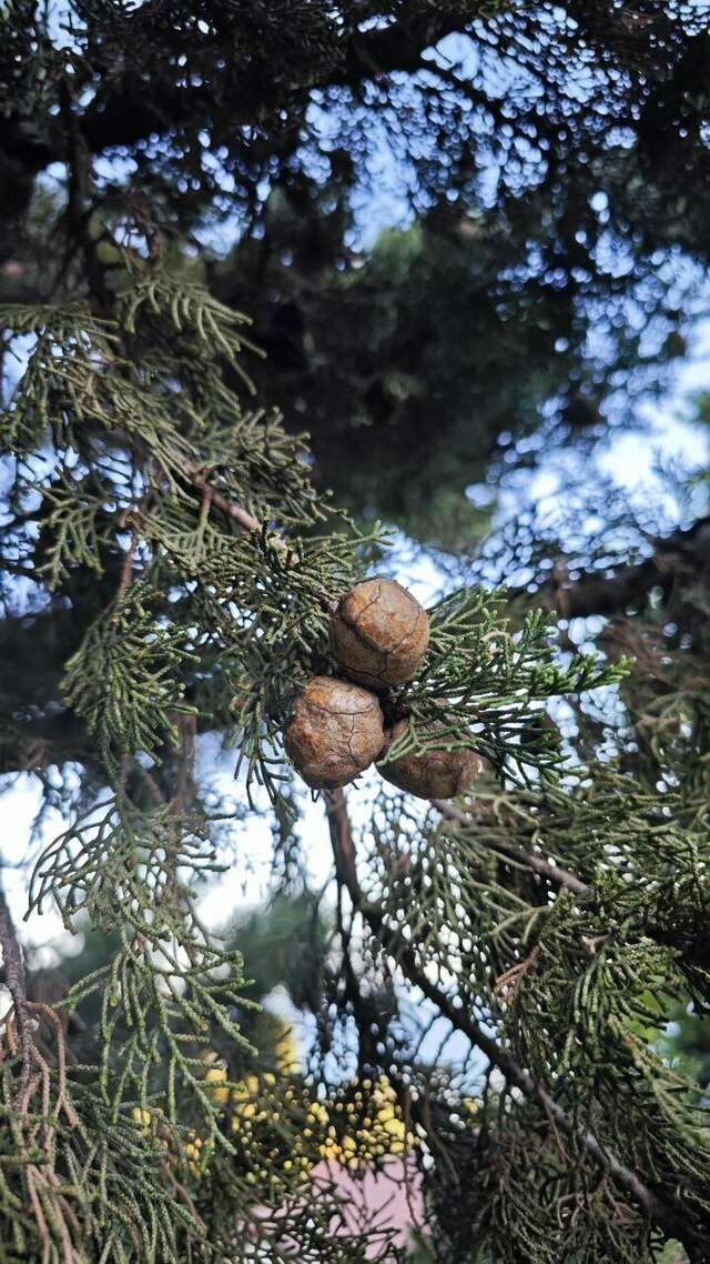 Гостиница Кедр-Запад Алупка-77