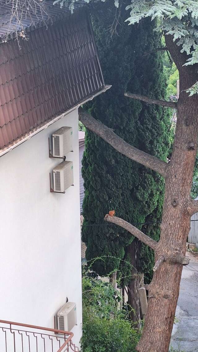 Гостиница Кедр-Запад Алупка-58