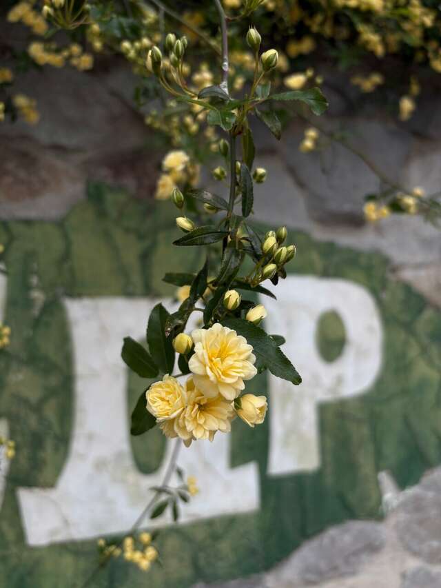 Гостиница Кедр-Запад Алупка-78